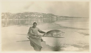 Image of Noo-ka-ping-wa & dead square flipper seal